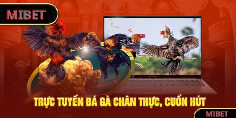 Trực tuyến đá gà chân thực, cuốn hút